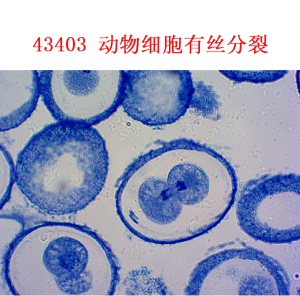 中小学用显微镜配件切片 动物细胞有丝分裂(马蛔虫受精卵切片)