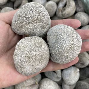 野生珍珠球参 球参干货印尼进口野生淡干珍珠球参乌圆参18头500g