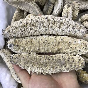 白刺参摩洛哥参干货 淡干白刺参 刺秃参海参干货500g