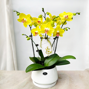 蝴蝶兰盆栽带花苞发货特级多剑王高端花卉白色真花年宵花同城配送
