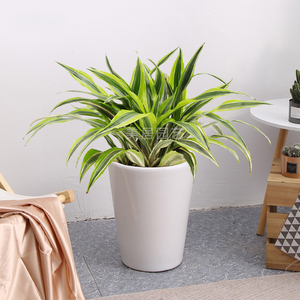 巴西美人 大盆栽客厅室内绿植物净化空气巴西木四季常青深圳同城