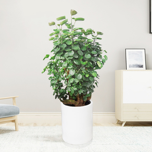 金钱兜圆叶福禄桐盆栽植物钱多多室内客厅风水吉祥财运净化空气