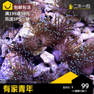 二绿密须非皮 海水生物 lps珊瑚 活体珊瑚 皮革珊瑚 顺丰包邮包活