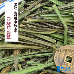 四棱筋骨草