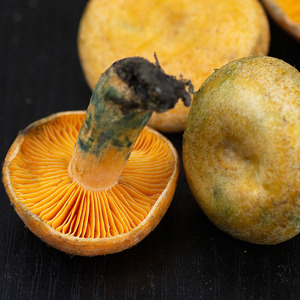 特级谷熟菌新鲜菌菇云南特产野生蘑菇类黄谷熟铜绿重阳紫花乌枞菌