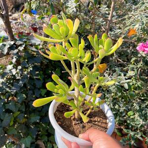 多肉植物熊童花月舞娘一物一拍 整桩群生 造型美丽 精养果冻色