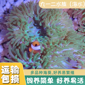 海水生物活体绿疣海葵樱花海葵火山海葵绿石葵小丑鱼海缸造景珊瑚