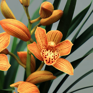 大花蕙兰东方美人国兰浓香花期7-12月好易养花卉绿植盆栽原盆土发