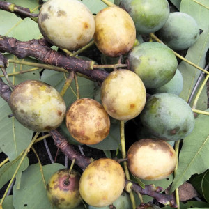 江西特产野生南酸枣新鲜水果酸枣膏原料五眼果鼻涕果山枣4斤包邮