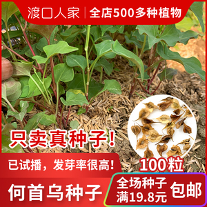 何首乌种子50粒包发芽名贵中药材种子苗根块白夜交藤籽赤首乌种子