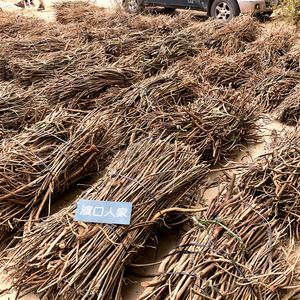 绿化葛根苗农村深山现挖野葛藤公路护坡遮阳防泥石流煲汤解酒药材