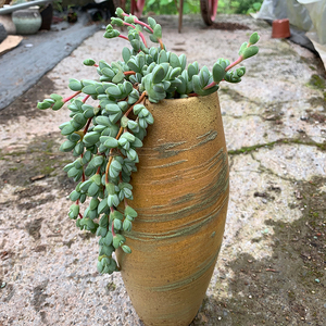 碧玉莲多肉老桩