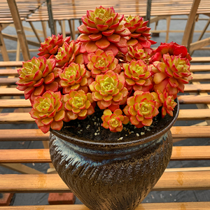 超大颗蒂亚多肉植物老桩一物一拍多头迪亚萌肉肉花卉