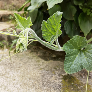6010人付款淘宝高山种植新鲜南瓜藤嫩头南瓜尖南瓜叶