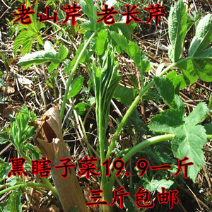 baidan0458淘宝东北特产野菜老山芹黑瞎子芹 老桑芹 山野菜 大叶山