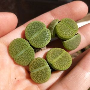 生石花绿富贵 多肉植物岛田 dt 脑纹绿富贵玉 嵩诚园艺