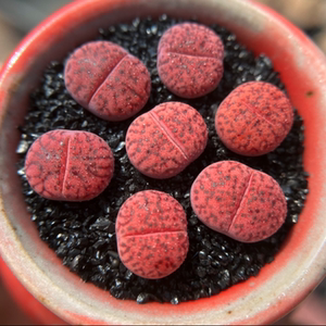 紫柘榴玉 编号生石花 紫色屁股基地直供 多肉植物