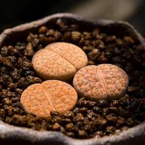 微纹玉生石花多肉植物萌肉肉屁股花屁屁室内小盆栽半岛石语云南多