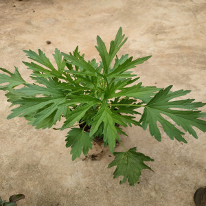 新鲜益母草种苗益母草药材盆栽云母草幼苗坤草植物可种植阳台食用
