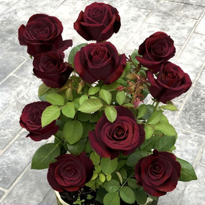 路易十四玫瑰苗四季开花花卉阳台盆栽易活耐寒老桩大花黑玫瑰花苗