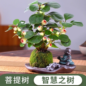 菩提树盆栽家用四季常青花卉招财盆景绿植好养活办公室内桌面植物