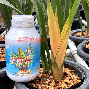 日本根芽多兰花肥料催芽生根生长壮苗剂君子兰石斛营养液专用肥