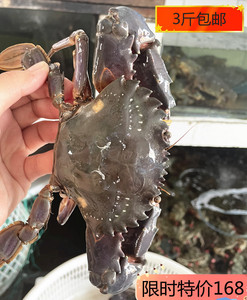 秦皇岛超大红夹子赤甲红蟹花盖(鲜活满膏)野生渤海湾顺丰包邮