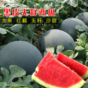 【黑甜瓜】黑甜瓜品牌,价格 - 阿里巴巴