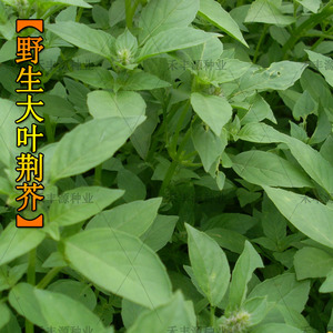 味鲜特大叶荆芥种子阳台盆栽香草食用蔬菜种子河南大叶荆芥籽包邮