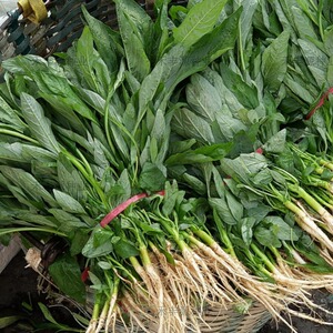 柳叶白苋菜青苋菜种籽耐热易种蔬菜种孑盆栽四季快大尖叶苋菜包邮