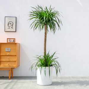 武汉三杆龙血树大型室内客厅盆栽净化空气北欧风格绿植花卉龙须树