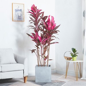 武汉珍品朱蕉盆栽 彩叶朱蕉娃娃朱蕉植物庭院阳台紫叶美观绿植