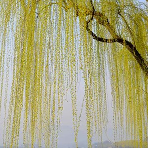 青柳金丝垂柳苗黄金柳树苗速生竹柳杨柳树苗垂柳小苗河边绿化树苗