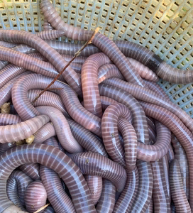 蚯蚓苗广地龙苗幼年苗可做地龙干活体蚯蚓垂钓鱼黄鳝诱饵幼苗饲料