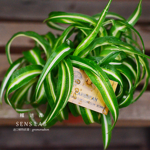 卷叶吊兰荷兰进口网红绿植盆栽北欧ins风好养活垂吊宽叶 植迷者