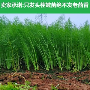 小茴香菜新鲜苗