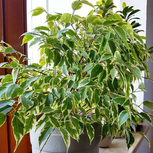 星光垂榕卷叶榕锦垂叶榕树室内阳台热带植物绿植观叶盆栽耐热耐阴