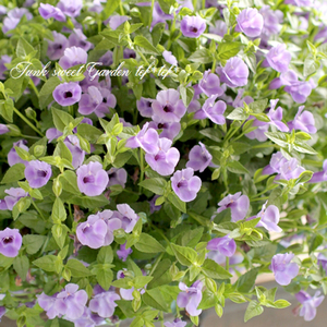 多年生日本夏堇 多洛库阳台庭院垂吊花卉夏季开花盆栽绿植物耐热
