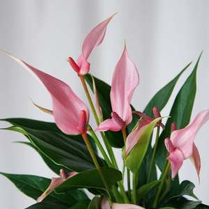 粉掌莉莉 多洛库红掌彩掌室内开花植物装饰盆栽耐热带花阳台客厅