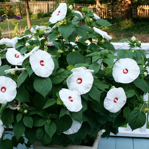 大花芙蓉葵白色月神doroq多洛库盆栽花卉 花比脸大多年生超耐热