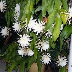 鱼骨昙花令箭卷叶小叶白色室内盆栽阳台窗台绿植物【耐热】