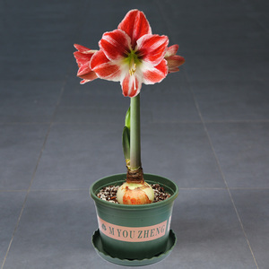 秘鲁朱顶红种球套装重瓣单瓣洋朱进口超特大花球根室内外盆栽花卉