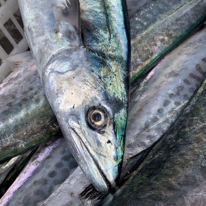 象山港洄游蓝点马鲛鱼鰆鰞 川乌鱼 江南人吃货都懂 1斤 现称