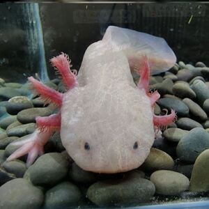 宠物恐龙娃娃鱼鲜活鱼苗不用打氧的淡水好养六角观赏小型金鱼稀罕