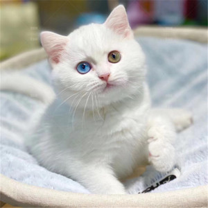 纯白异瞳猫咪中华田园猫鸳鸯眼白猫蓝眼纯种狸花猫英短狮子猫幼崽