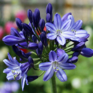 5颗百子莲根茎 宿根花卉多年生耐寒大苗庭院阳台盆栽新手开花植物