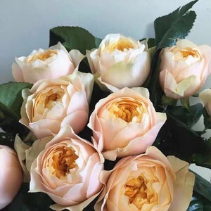 多头玫瑰泡泡黄蝴蝶鲜花