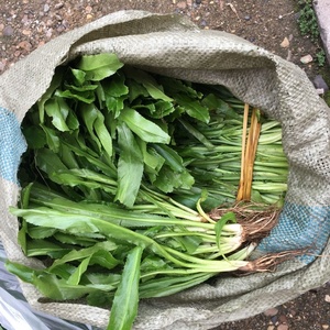 新鲜刺芫荽 大香菜 刺芹 洋鹅芥假芫茜元西/缅芜荽泰国越南香菜