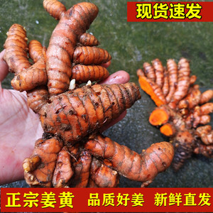 正宗新鲜姜黄 黄姜老姜泰国越南姜黄红肉姜咖喱药用月子姜1斤包邮