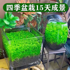 鱼缸水草种子微景观水草泥创意桌面盆栽水培植物玻璃瓶水造景对叶